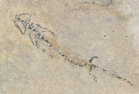 Permian Branchiosaur (Amphibian) Fossil - Germany #62916